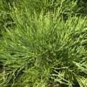 Sequoiadendron giganteum - 7
