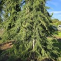 Cedrus deodara 'Pendula' - 3