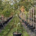 Acer palmatum - 3