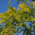 Gleditsia triacanthos ‘Sunburst' - impressie voorjaarsblad