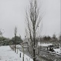 Fagus sylvatica 'Dawyck Gold' - 2