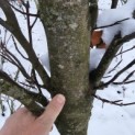 Fagus sylvatica 'Dawyck Gold' - 3
