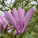 Magnolia 'Betty' - 2