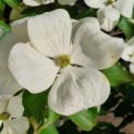 Cornus kousa 'Venus' - Afbeelding 6