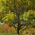 Gleditsia triacanthos ‘Elegantissima’ - 3