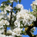 Pyrus communis (handpeer) - impressie bloesem peer