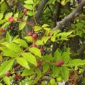 Zanthoxylum simulans - Foto 6