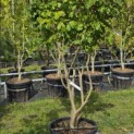 Parrotia persica - 3