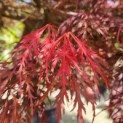 Acer palmatum 'Garnet' - 2