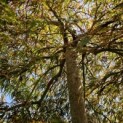 Acer palmatum 'Garnet' - Foto 2