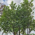 Prunus laurocerasus 'Rotundifolia' - Foto 1