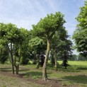 Platanus x hispanica - Foto 1