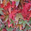 Acer palmatum 'Osakazuki' - Foto 1
