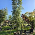 Quercus ilex - 1