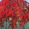 Acer palmatum 'Garnet' - Foto 2