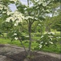 Cornus kousa 'Venus' - 7