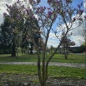 Magnolia 'Betty' - Foto 2