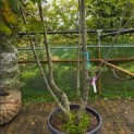 Quercus ilex - 7