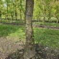 Liquidambar styraciflua - 3