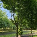 Carpinus betulus 'Frans Fontaine'   (Fastigiata) - 2