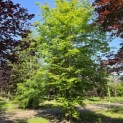 Carpinus betulus - mei 2026