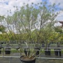Salix 'Rosmarinifolia' - 1