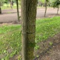 Liquidambar styraciflua - 3