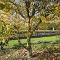 Platanus hispanica - Foto 2