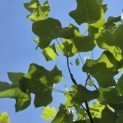 Liriodendron tulipifera 'Edward Gursztyn' - Foto 4