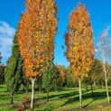 #2659 Acer rubrum 'Scanlon' Roter Ahorn