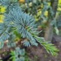 Cedrus libani 'Glauca' - naald
