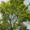 Acer palmatum 'Polymorphum' - Foto 2