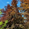 Fagus sylvatica 'Atropunicea'