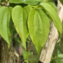 Heptacodium miconioides - Foto 1