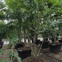 Gleditsia triacanthos ‘Sunburst' - stammen en vertakking