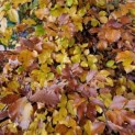 Fagus sylvatica - 17 november 2023