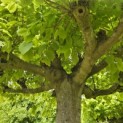 Tilia americana 'Nova' - 1