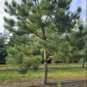 Pinus nigra 'Nigra' - Foto 3