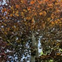 Fagus sylvatica 'Atropunicea' - 1