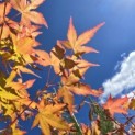 Acer palmatum 'Bi-hoo' - 2