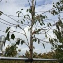 Prunus Yedoensis - 2