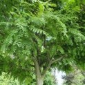 Gleditsia triacanthos ‘Elegantissima’ 