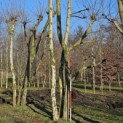 Platanus x Hispanica - 500-600 cm