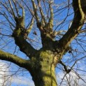 Platanus hispanica - Foto 2