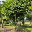 Platanus x Hispanica - 2