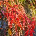 Acer palmatum 'Tamukeyama' - 1
