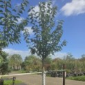 Prunus avium 'Sunburst' - 2