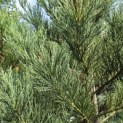Sequoiadendron Giganteum Healthy Mammoth One - Foto 6