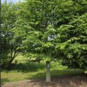 Haagbeuk - Foto 2