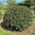 Ilex meserveae 'Blue Angel' - Foto 1